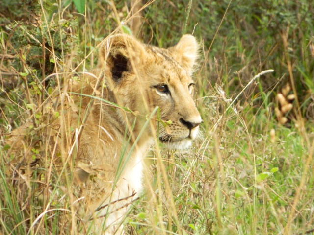 Lion Cub- Nairobi National Park