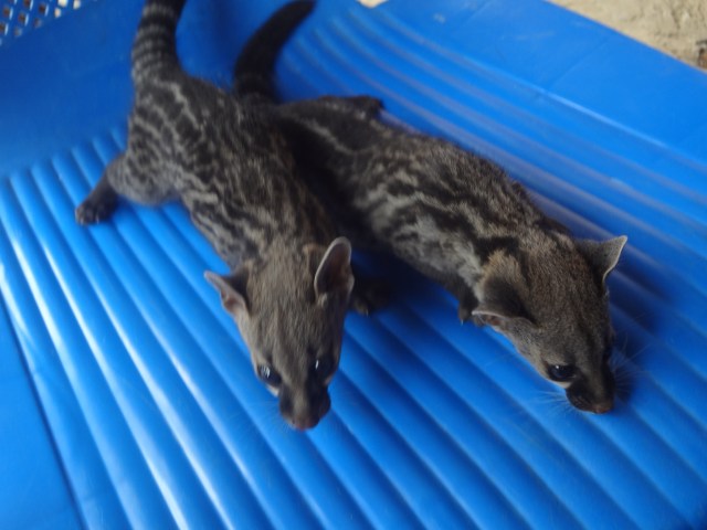 One man even introduced us to his pets- apparently these are days-old "bush cats". They were squealing and terrified.